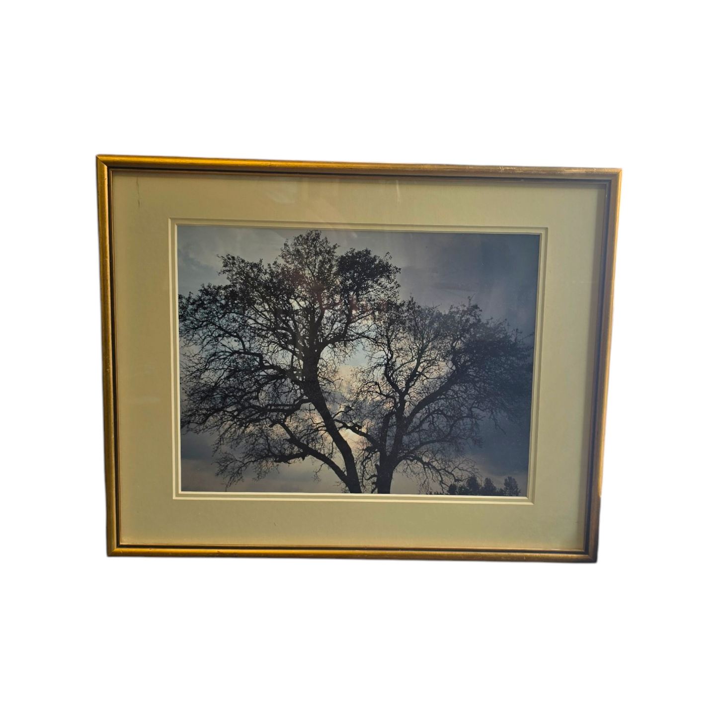 N/A; fotografija; Drevo; 52 cm x 42 cm